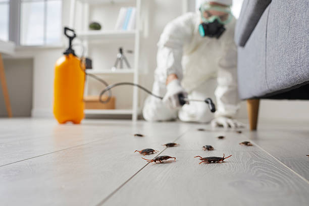 Affordable Termite Control solutions in Marrero, LA
